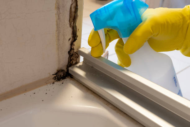 Best Black Mold Remediation in Prosperity, SC