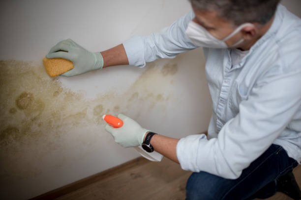 Best HVAC Mold Remediation in Prosperity, SC