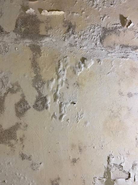 Best Post-Flood Mold Remediation in Prosperity, SC