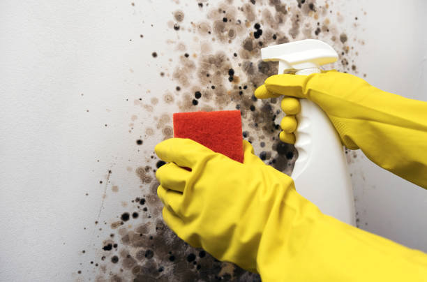 Best Health and Safety Mold Remediation in Prosperity, SC