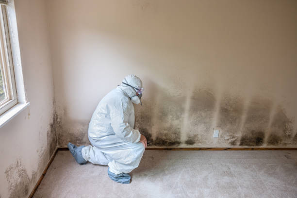 Best White Mold Remediation in Prosperity, SC