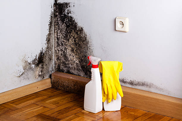 Professional Mold Remediation in Prosperity, SC