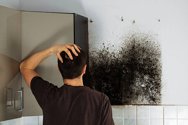 Best Kitchen Mold Remediation in Prosperity, SC