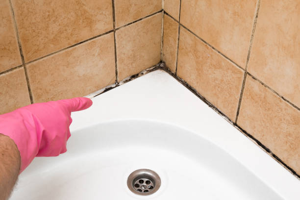 Best Industrial Mold Remediation in Prosperity, SC